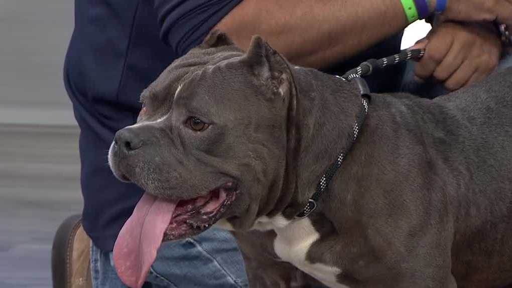 WESH 2 the Rescue: Mona from Orange County Animal Services ready for new home