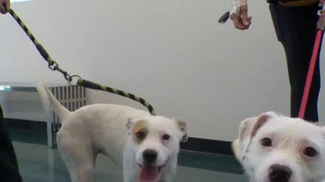 Placer County SPCA helps adopt Maui shelter dogs - Vimarsana News