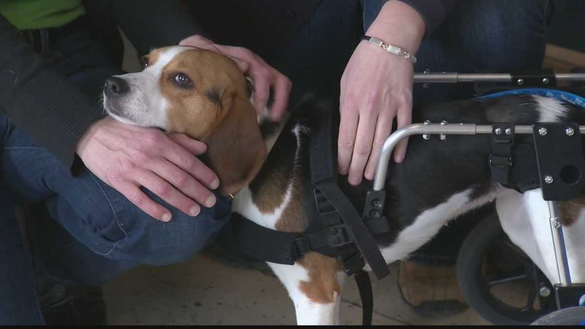 Gracie the dog finds forever home after therapy