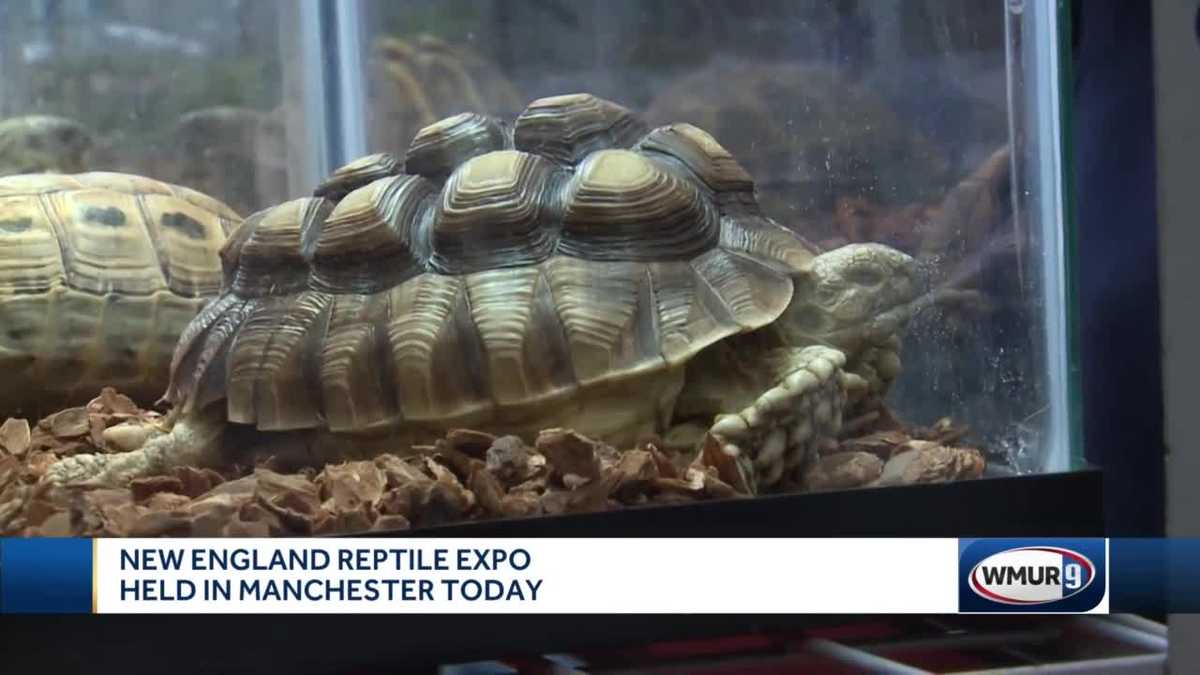New England Reptile Expo held in Manchester on Sunday