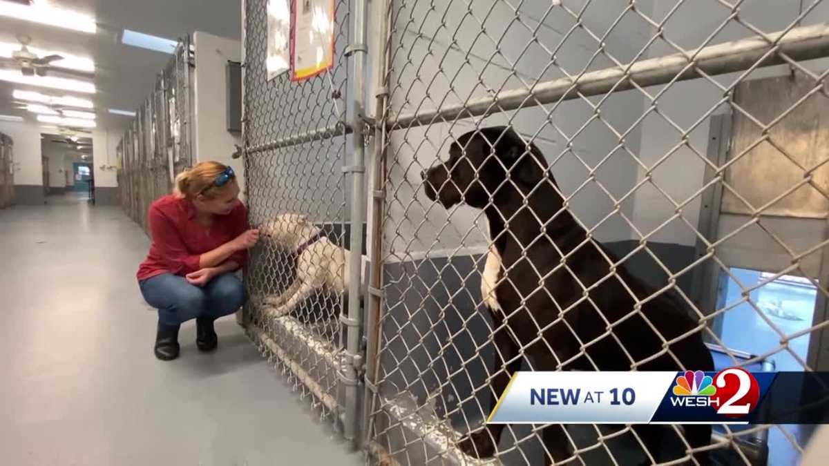 Aggressive Dogs To Be Turned Away From Daytona Beach Shelter