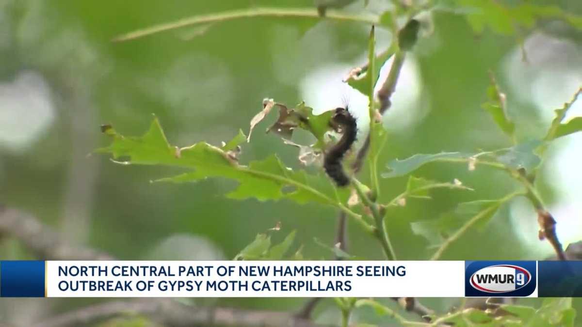 Outbreak of gypsy moth caterpillars in north central New Hampshire