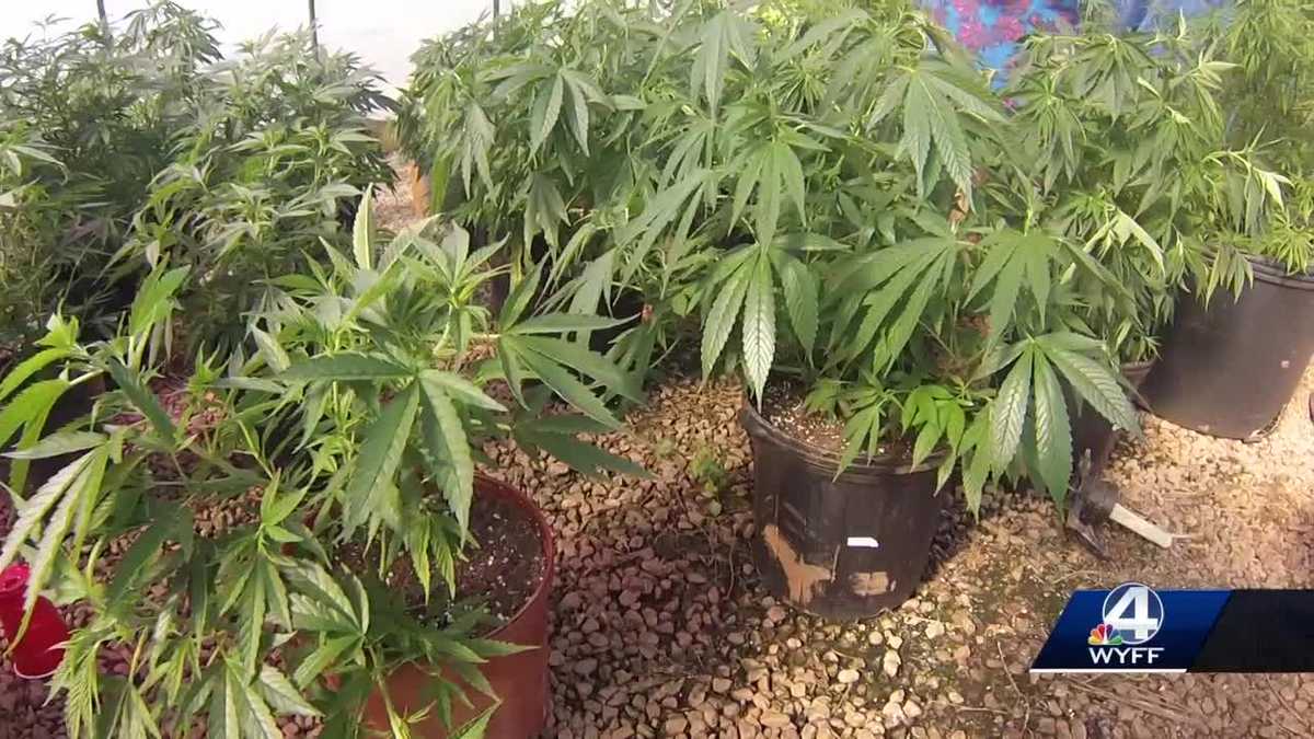 One year after permission to plant How is South Carolina’s hemp crop