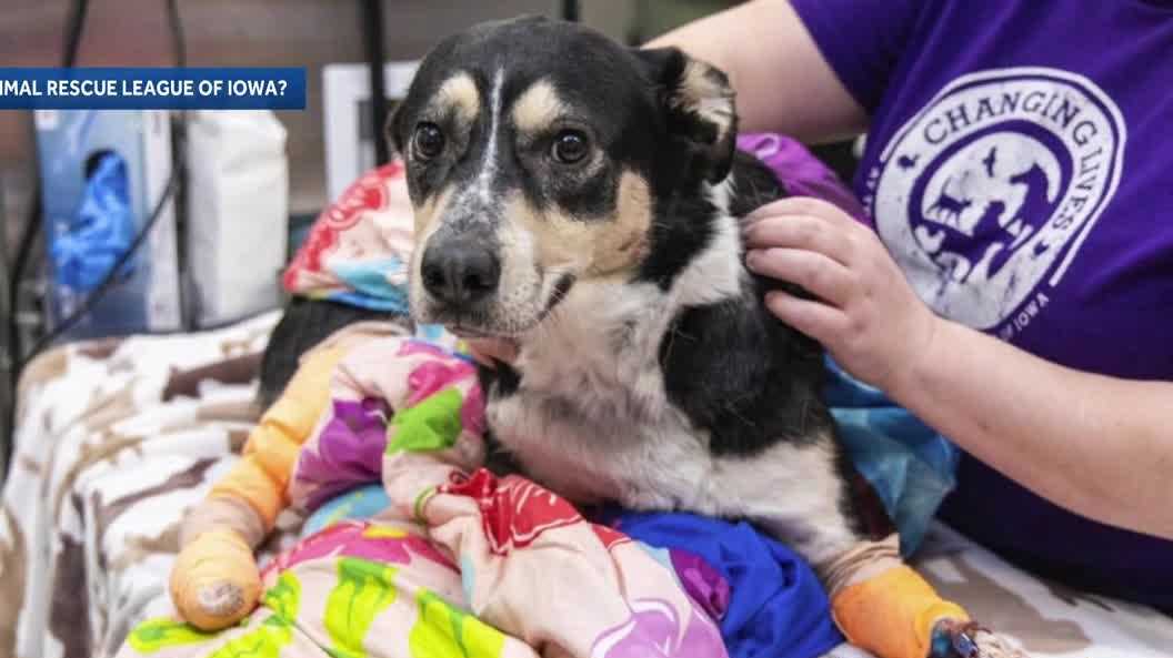 Dog dragged by vehicle in Des Moines dies, suspect charged