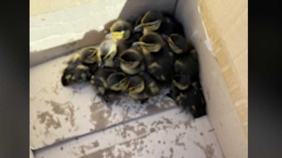 Firefighters save ducklings trapped in sewer - Vimarsana News