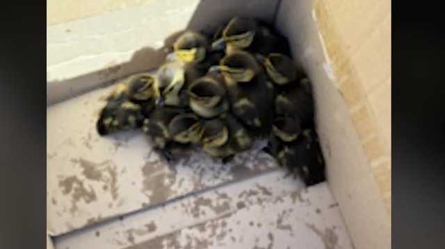 Firefighters save ducklings trapped in sewer - Vimarsana News