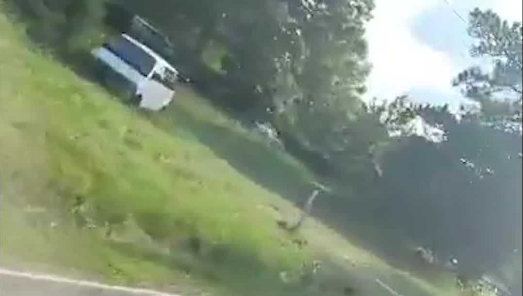 South Carolina: Snake surprises woman on SUV while driving