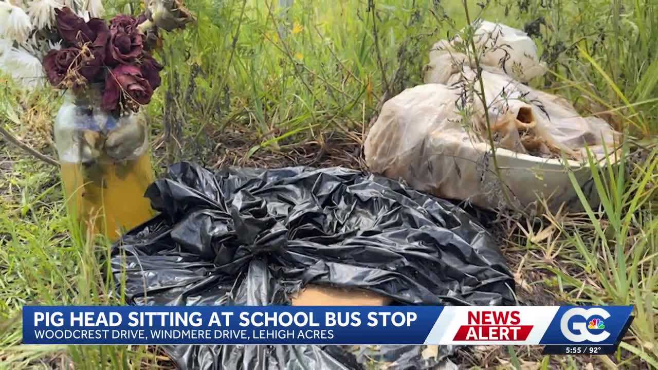 ‘It’s disgusting’: Decomposed pig head found near Lehigh Acres school bus stop