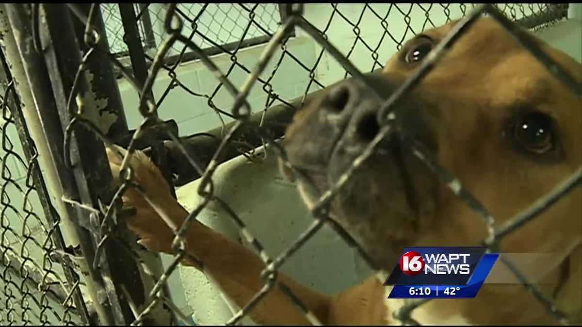 Animal shelter prepares for flooding