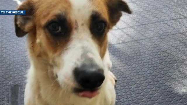 Dog found with bullet wound among 26 rescue animals being brought to New Hampshire