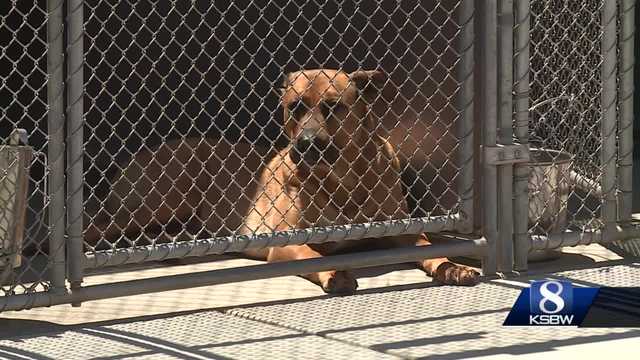 Local animal shelters on the central coast are over capacity - Vimarsana News