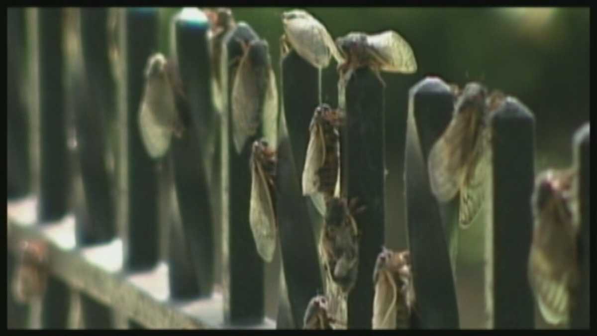 What happened to the cicada invasion?