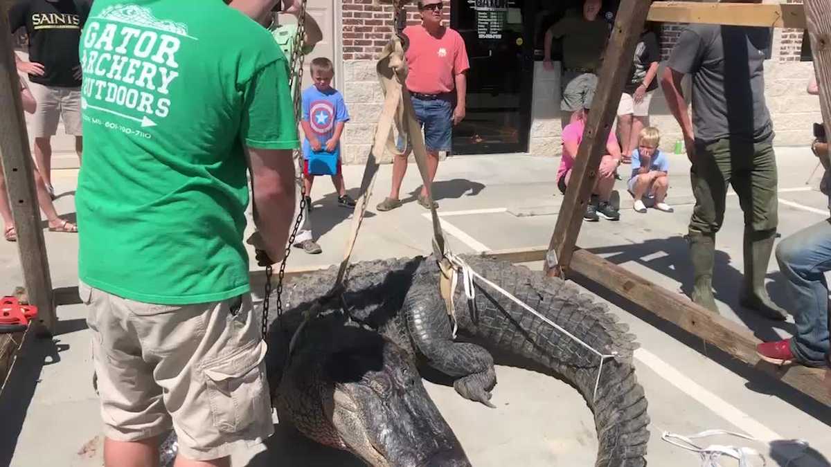 Mississippi alligator hunters catch huge 12 1/2-foot alligator