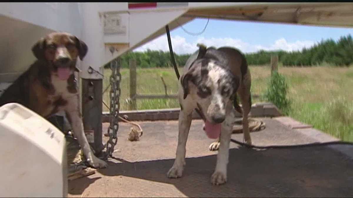 Dogs leading the way to find wandering cattle