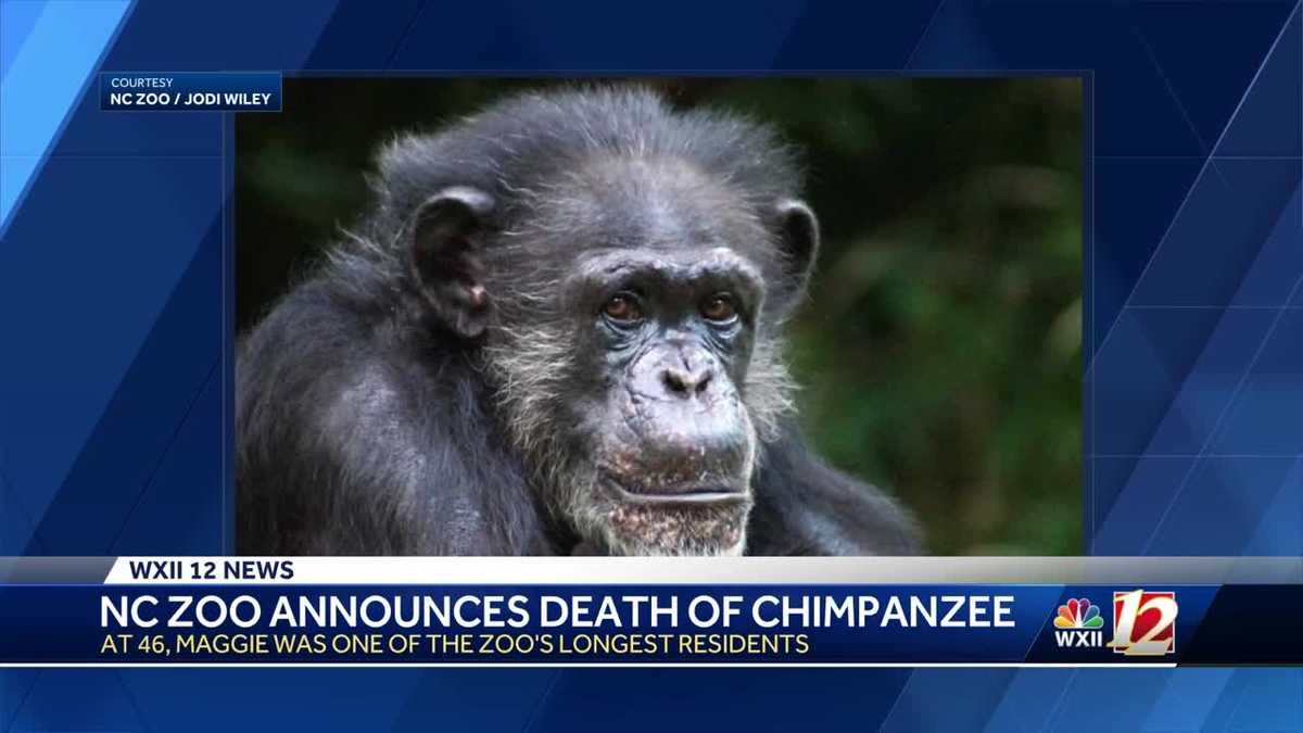North Carolina Zoo announces 46yearold chimpanzee "Maggie" has died(02)
