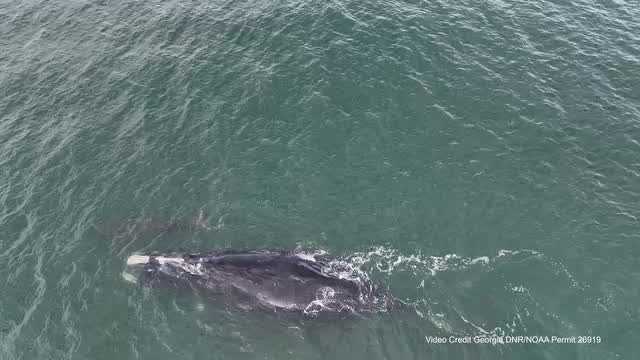 Georgia: First right whale calf of the 2023 season spotted - Vimarsana News