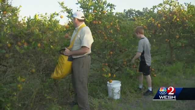 FL orange groves hammered by disease, freeze face emergency harvest - Vimarsana News