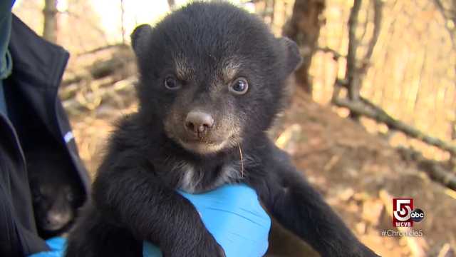 MassWildlife heads to Chicopee, Massachusetts to monitor tagged black bear - Vimarsana News