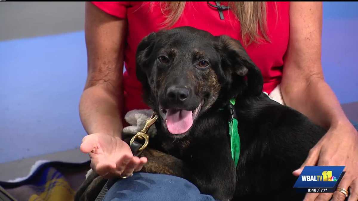 MDSPCA: Understanding your puppy's behavior