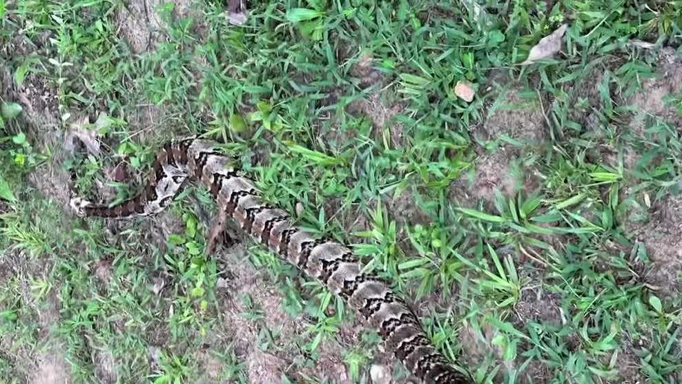 Timber rattlesnake encounters in Alabama seem to be increasing