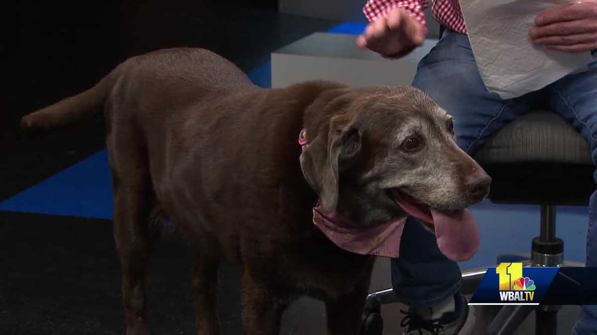 Pet Questions What do city pets need?