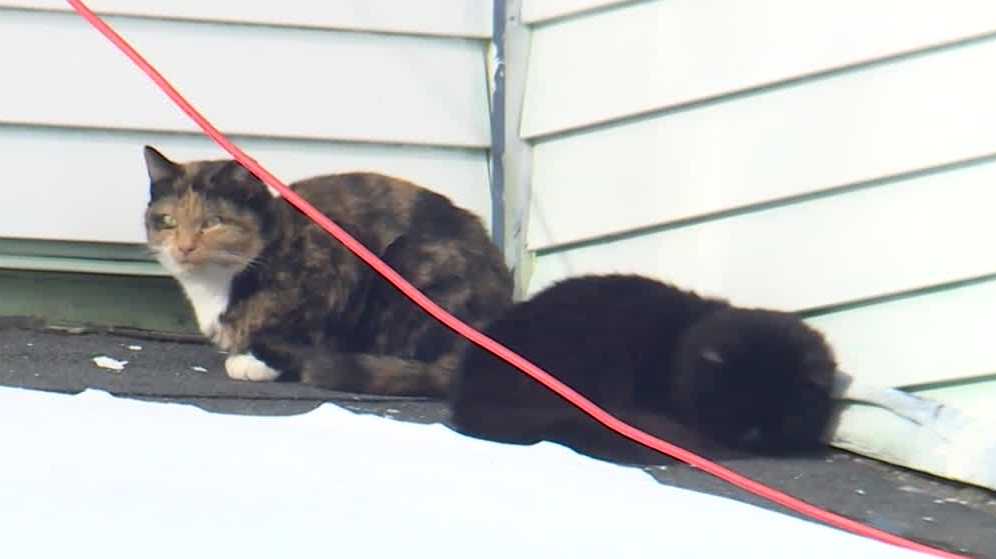 Neighbors say they've complained about cats at Auburn home for months