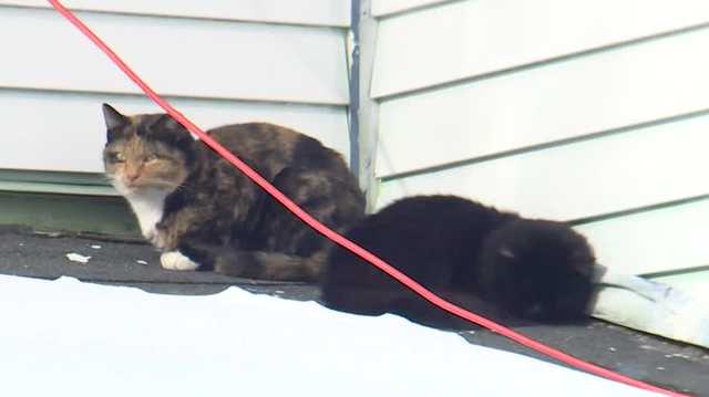 Neighbors say they've complained about cats at Auburn home for months - Vimarsana News