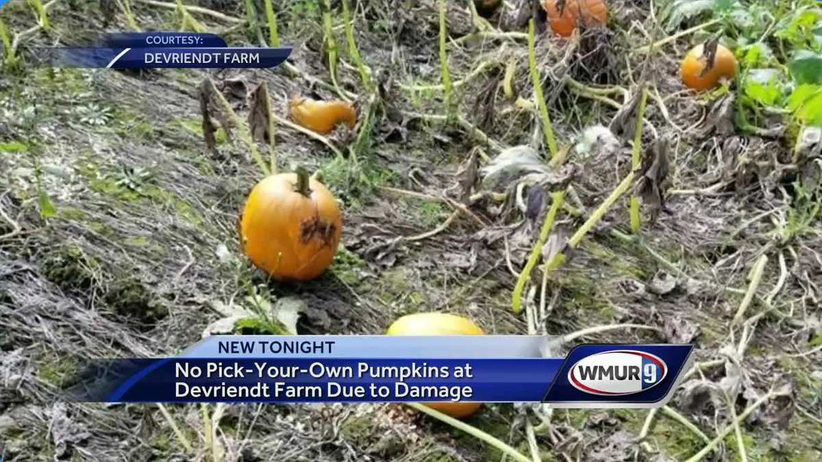 No pick-your-own pumpkins at Devriendt Farm in Goffstown this season