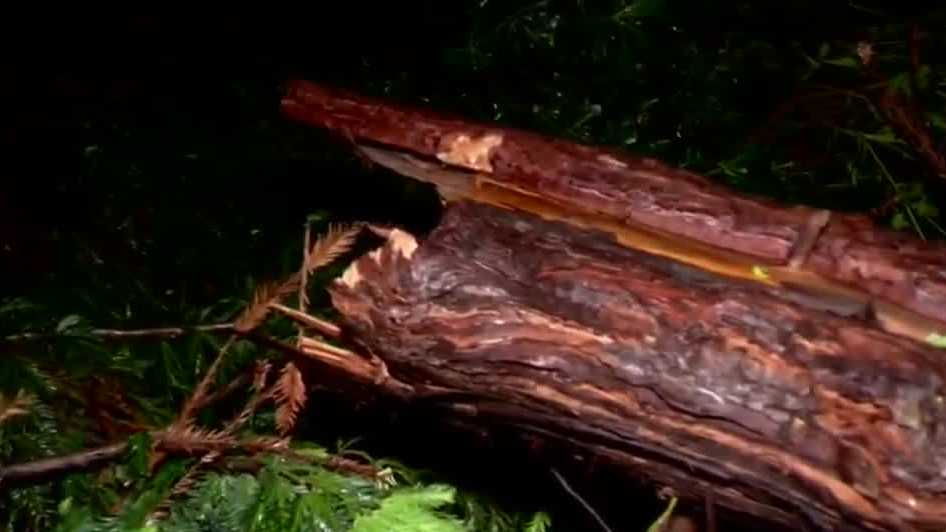 Severe weather causes widespread tree damage in Sacramento region