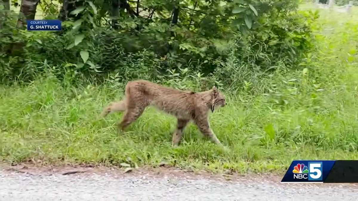 Rare Canada lynx continues to be spotted in Vermont