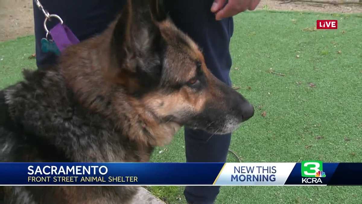 Sacramento animal shelter offers opportunity to 'rent' dogs