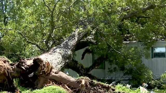 Trees topple and fences fall: WJCL surveys the damage from severe storms - Vimarsana News