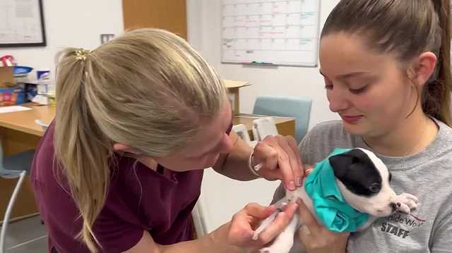 Wayside Waifs holding low-cost vaccination clinics in Kansas City - Vimarsana News