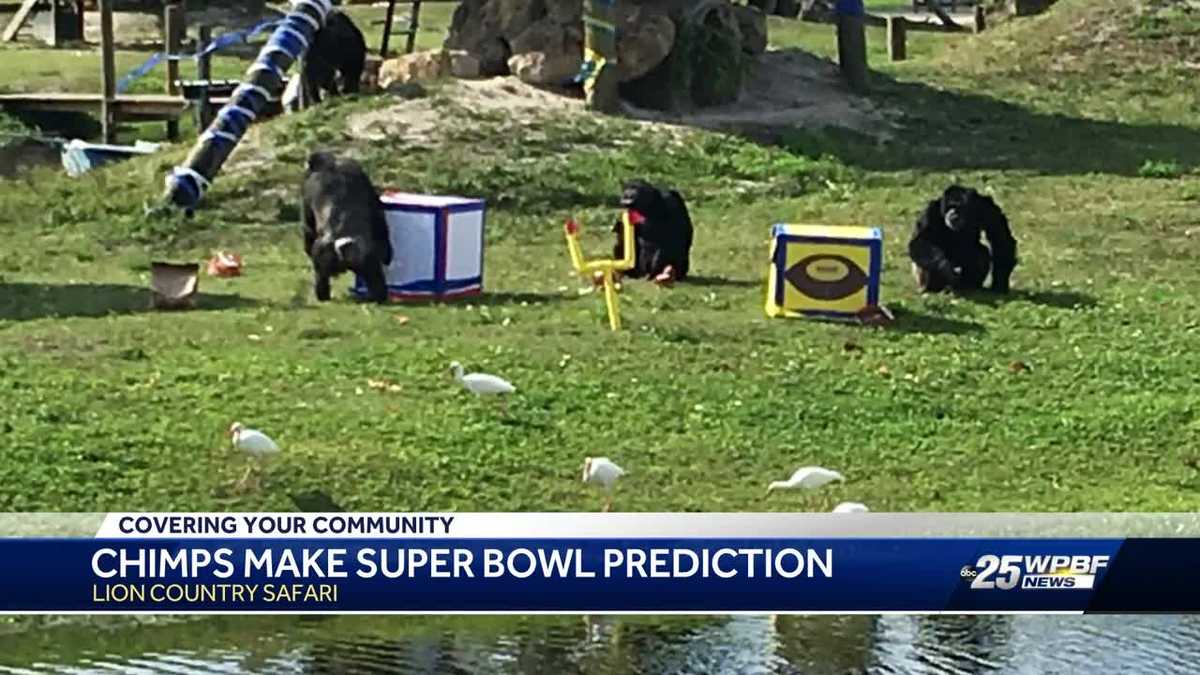 Chimps pick Super Bowl winner