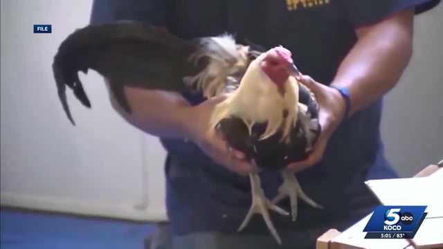 Traffic stop in southwest Oklahoma City leads to cockfighting arrest