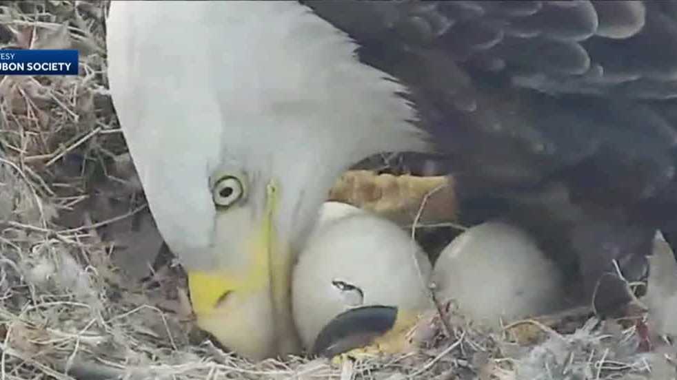 Hays bald eagle camera gets upgrade