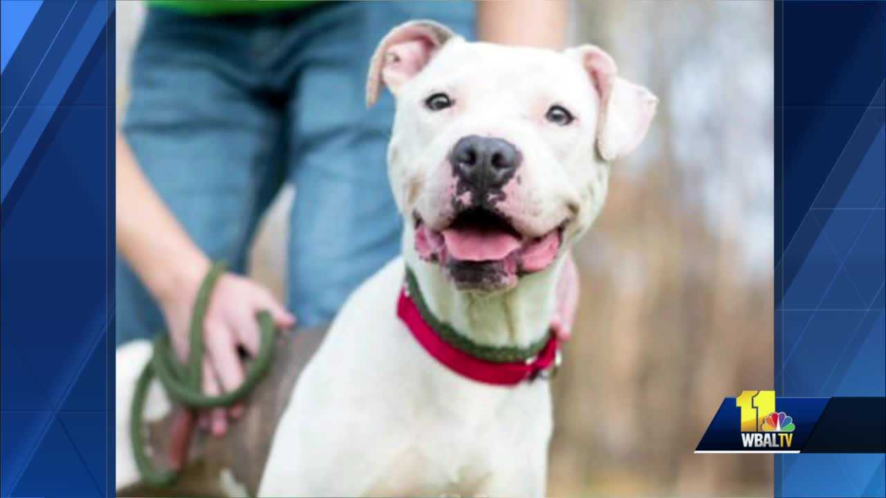 Baltimore Humane Society's Isabella Seeks New Home