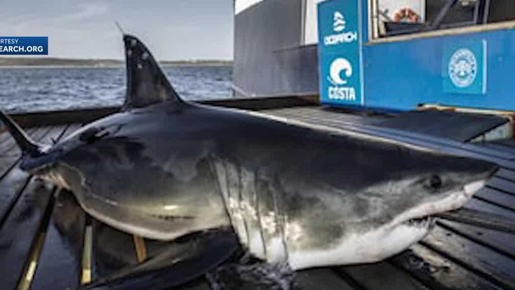 Betting On Great White Sharks Now Being Offered, But No Attack Odds