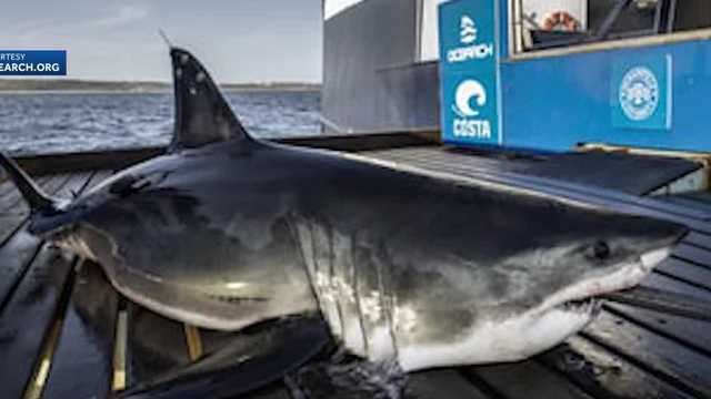 Shark pings near New Hampshire beach; researcher not alarmed - Vimarsana News