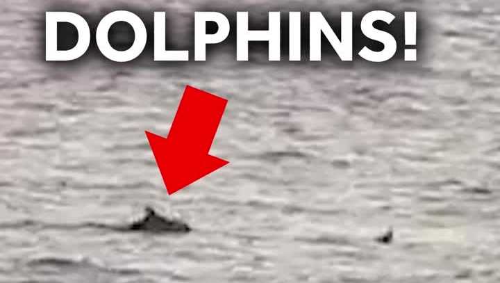 Dolphins caught on Ocean City cam during newscast