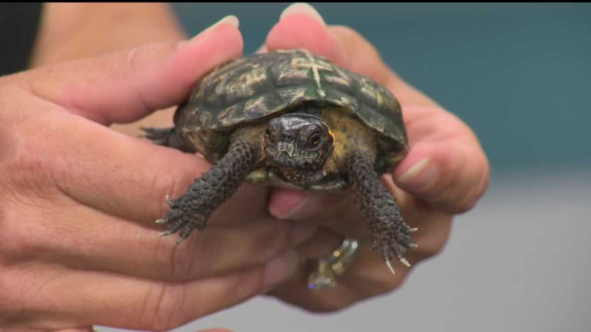 Maryland Zoo introduces us to bog turtles