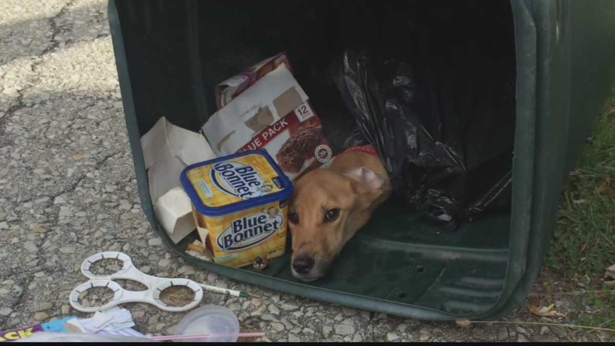 Woman takes plea deal after dog left in trash