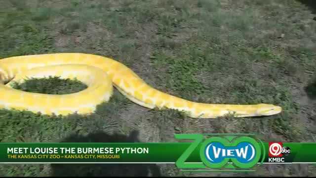Zoo View Meet Louise The Burmese Python