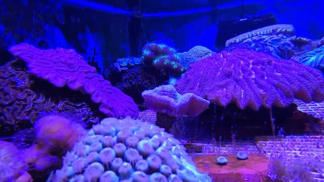 Blank Park Zoo joins effort to save Florida coral reef from deadly disease