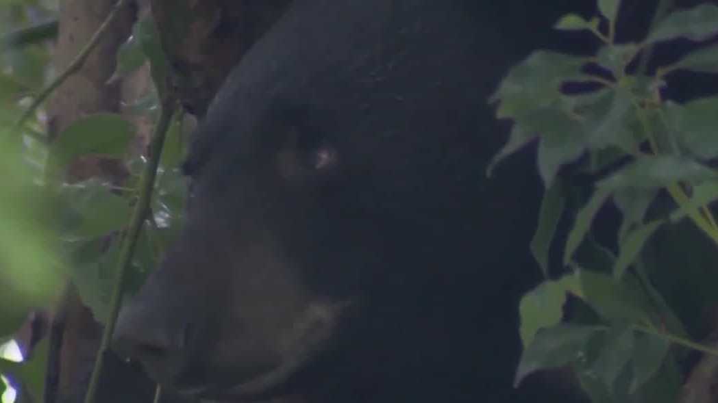 Florida bear hunt begins Saturday, despite pushback