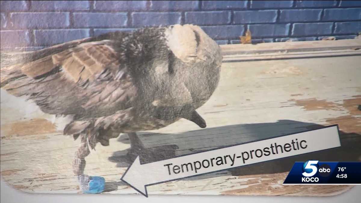 OU engineering students design prosthetic leg for Peebly the goose
