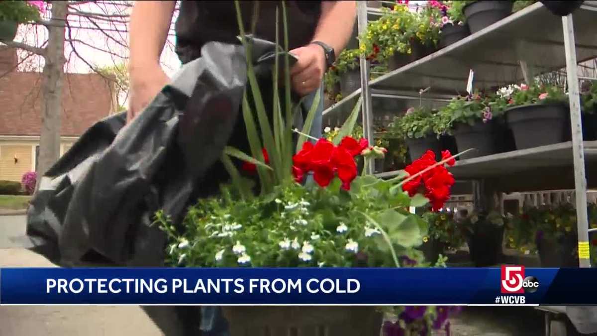 Tips to protect your tender plants as temps plummet