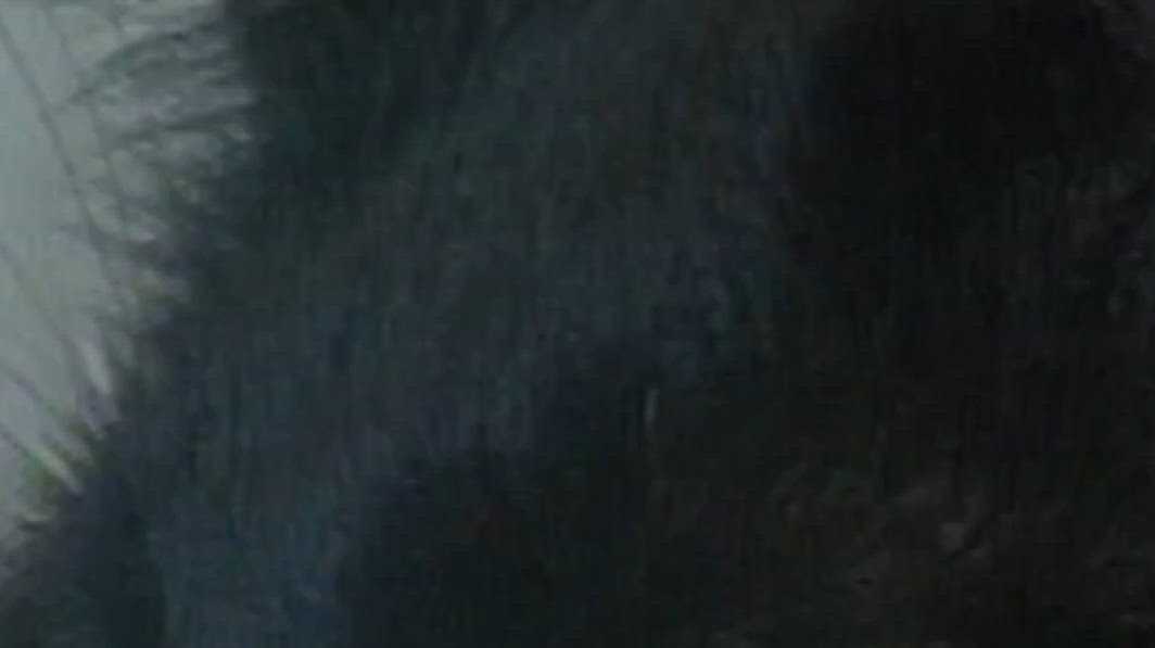 Las Vegas panther or flabby tabby? 'Mystery cat' turns out to be household pet in 1997 video