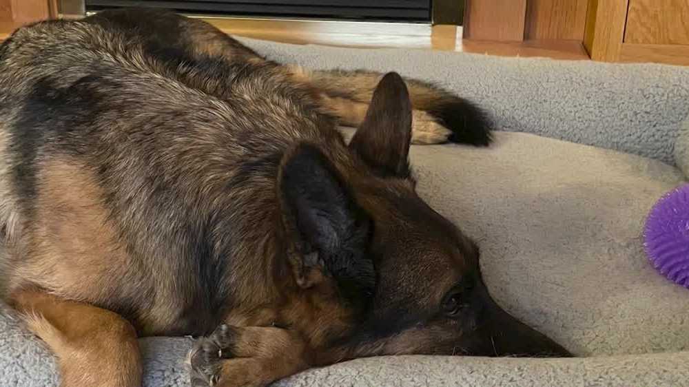 What not to do with your dog this weekend