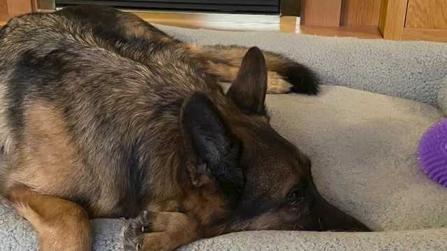 Mystery illness: What not to do with your dog this weekend - Vimarsana News